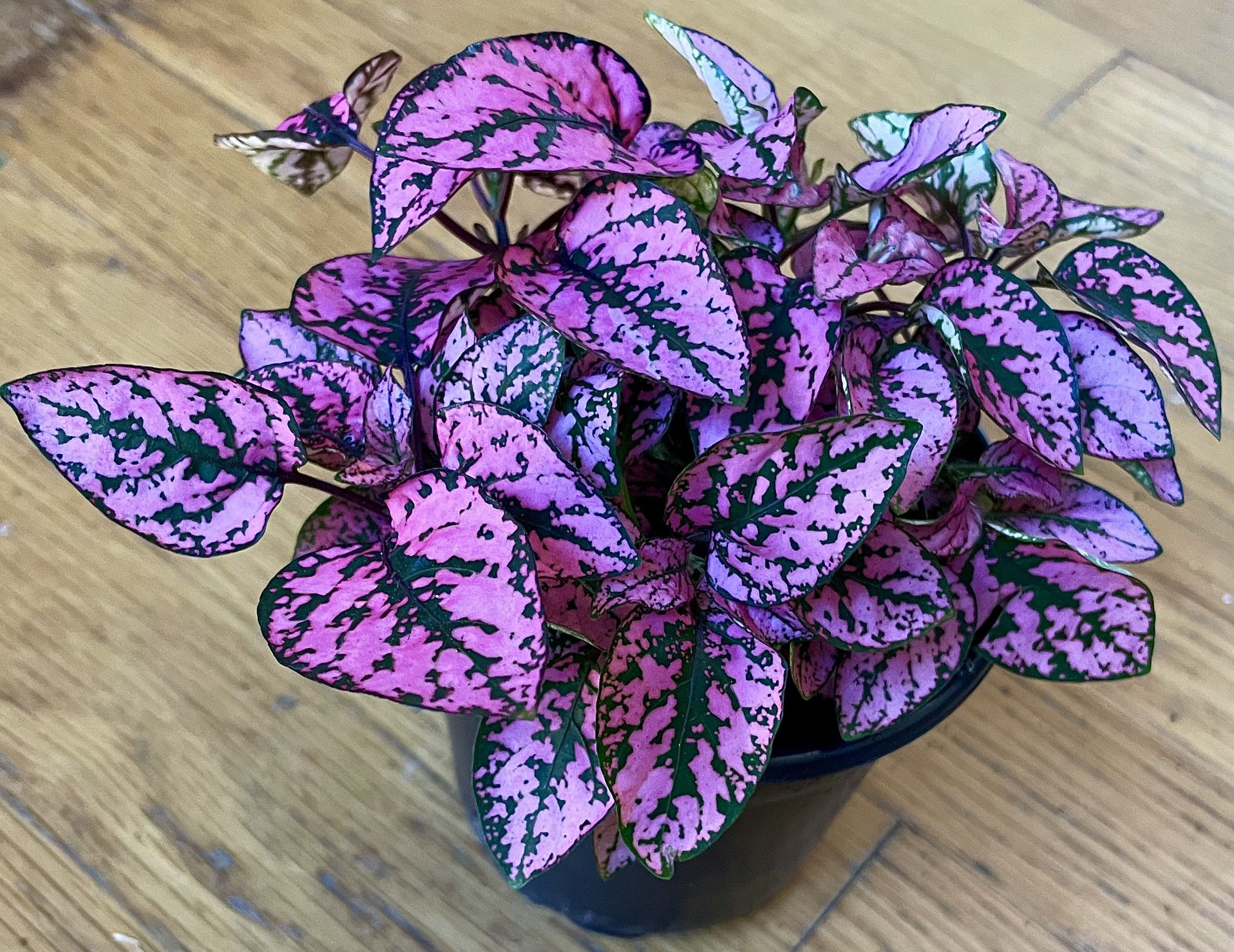 Non-Toxic Polka Dot Plant / Pet Friendly / Free Delivery Available 