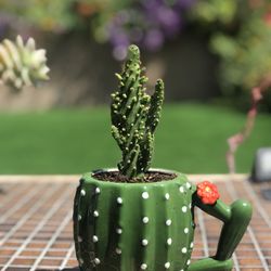 $12 Cute Cactus plant potted in a cactus ceramic mug