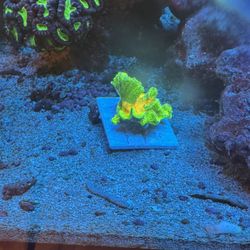 Saltwater Reef Fish Tank Fake Decorations  Space Invader Torches Etc For Sale 