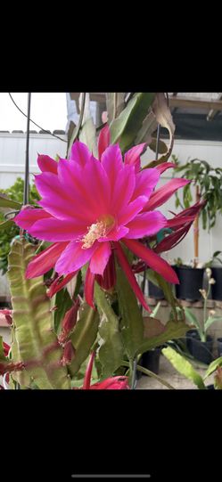 Epiphyllum
