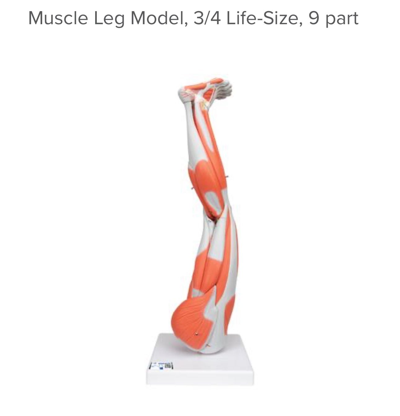 Muscle Leg Model