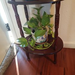 Plant