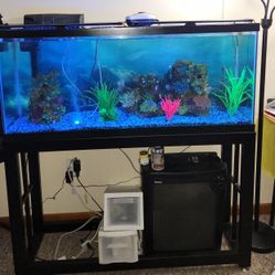 Fish Tank 