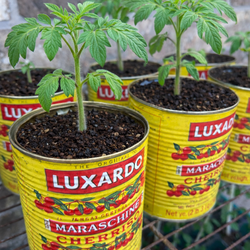 Tomato and Jalapeño Plants 🪴