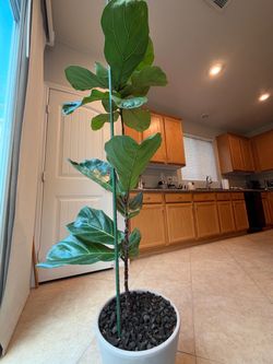 Fiddle Leaf Fig