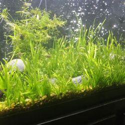 Subwassertang And Drawf Sagittaria 