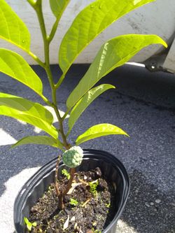 Sugar apple Anon