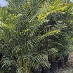 Huge Arecas  Over 8 Feet Tall And Podocarpus Only $75 Instant Privacy Hedge For Fence 