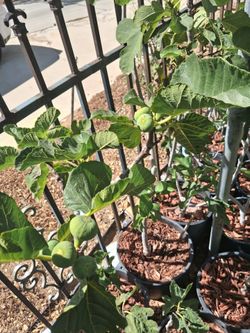 Fig fruit.