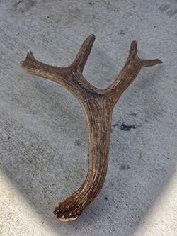 Antler