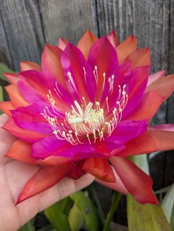 Bonita cactus orquídea $10 el corte