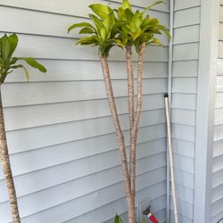 Lucky Plant (fortune)