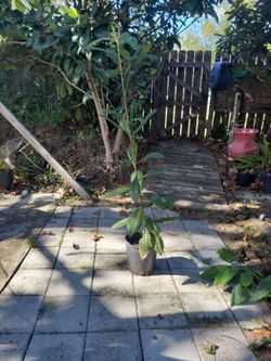 Have For Sell Bounch Of Loquats Trees