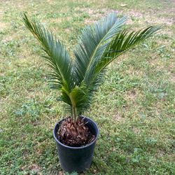 Sago Palm Tree Plant 