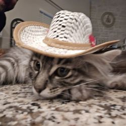Pet Cowboy Hat