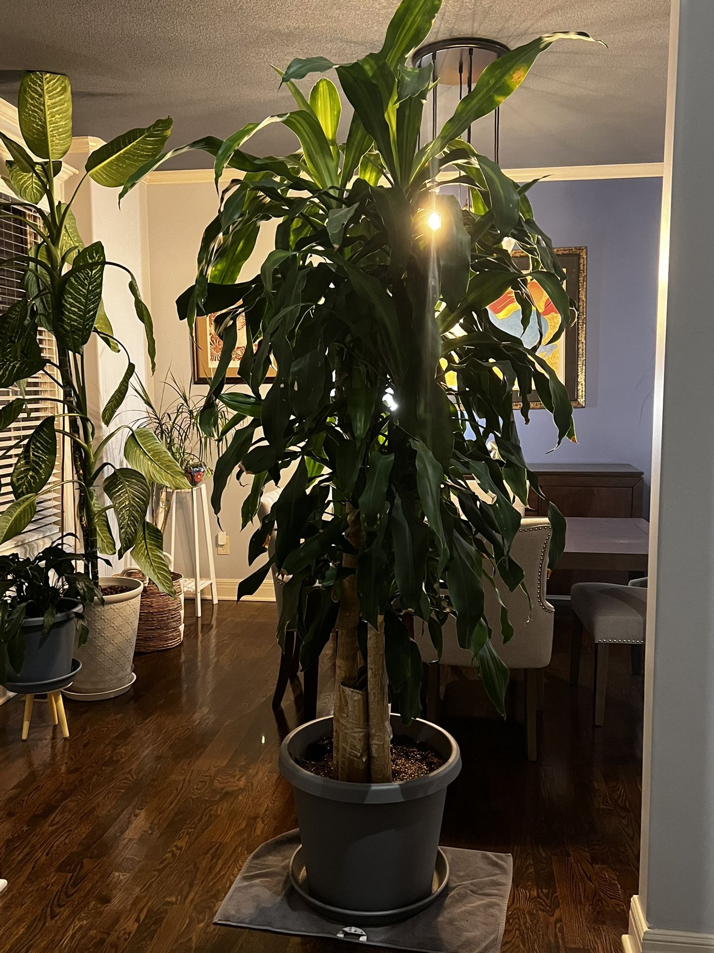 7ft Live Corn Plant