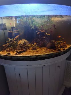 Large Corner Fish Tank Aquarium