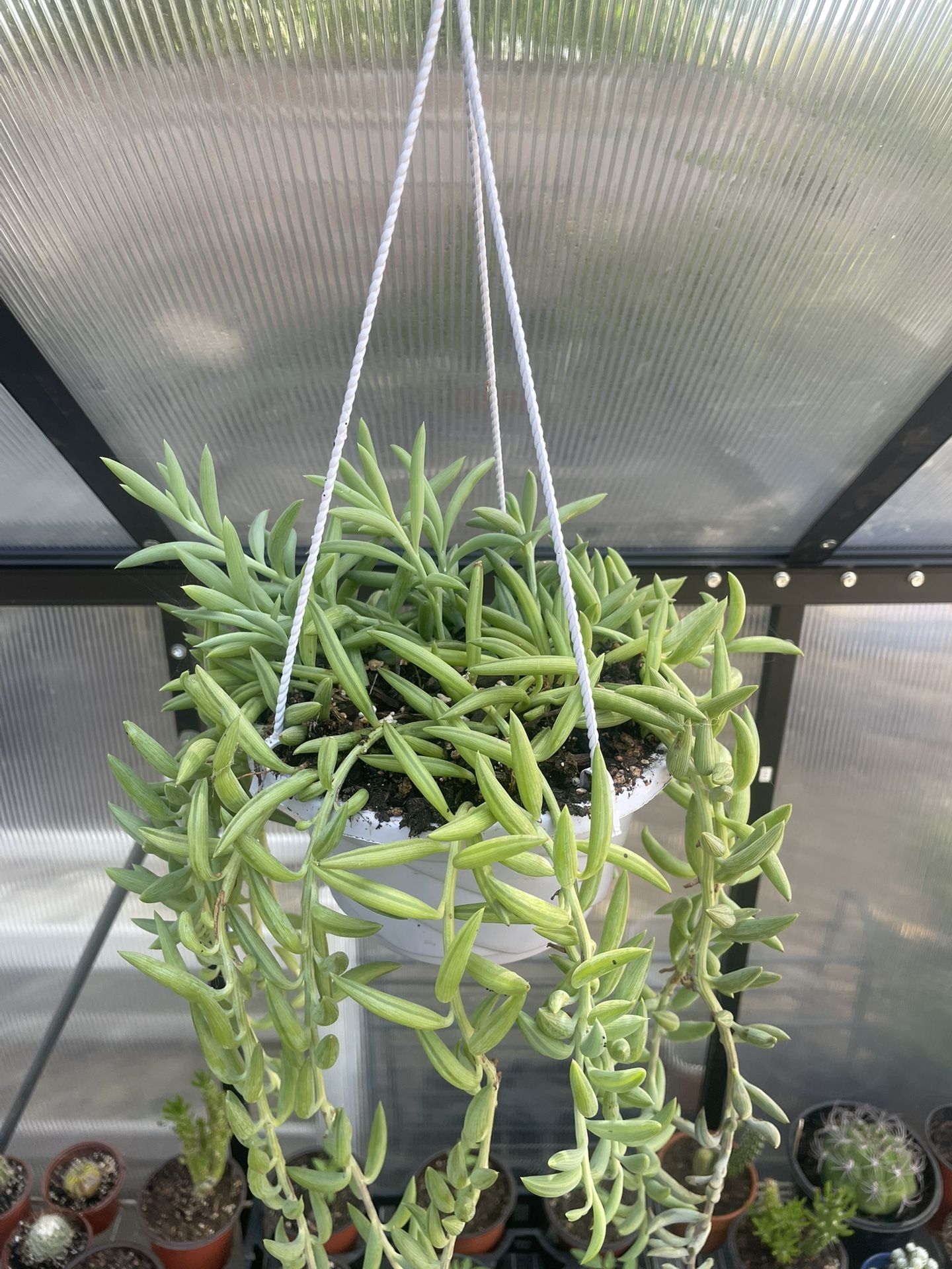 String Of Fishhook Succulent Plant