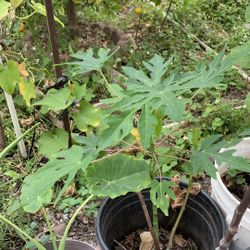 Papaya Tree 20$