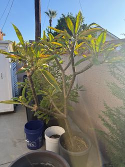 Potted Plumeria Tree Live Plant