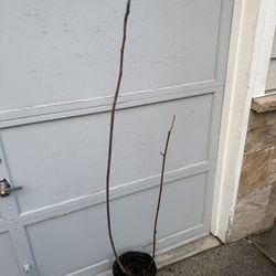 Ficus carica Fig Tree ( 2 Plant In One Pot ) 2 Years Old