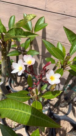Plumeria plant 5 gallon pot 3ft