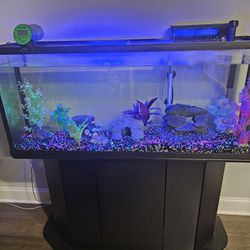 55  Gallon Fish Tank With Stand & Accessories