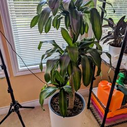 Beautiful Corn Plant (Dracaena Fragrans) - 4ft tall!