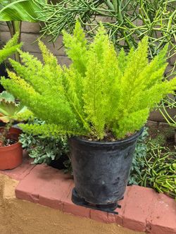 5  GALLON  HEALTHY  ASPARAGUS  FERN  PLANT  $ 15.00  EACH
