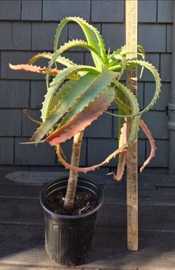 Flame aloe succulent