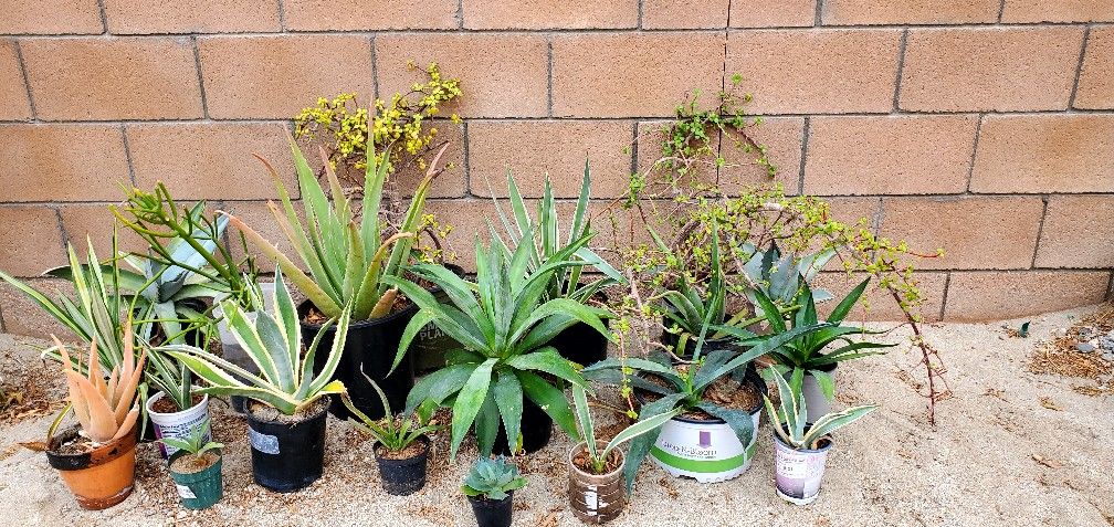 Last Chance For Planting Before It Gets Too Hot.Succulents For Sale Get 2 For Price Of  1