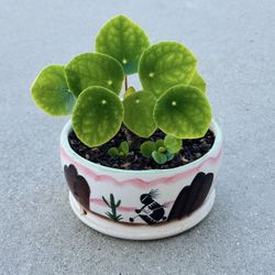 Succulents plants 🪴