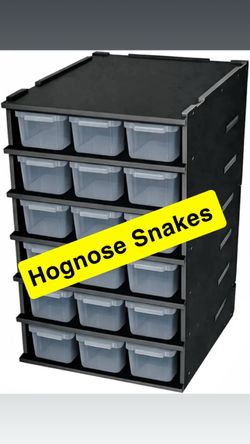 Hognose snake rack