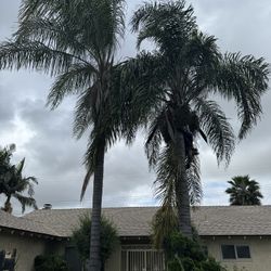 Palm Trees Trim And More