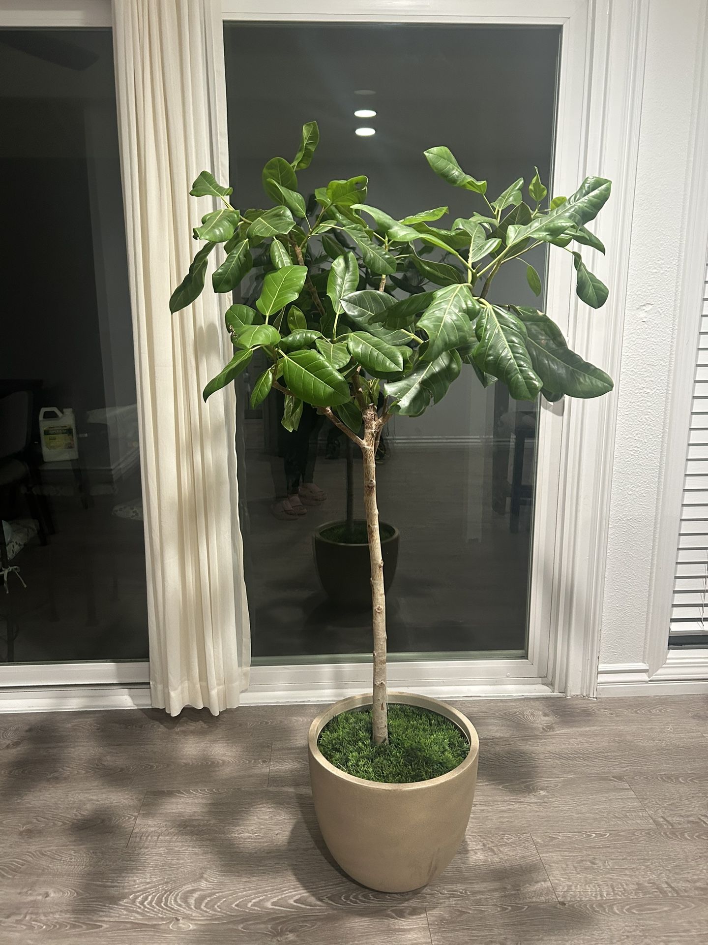 5ft Live Ficus Tree Indoor/outdoor Potted Plant