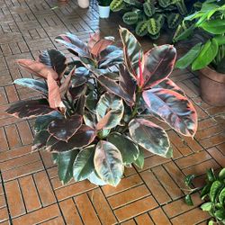 Ruby Rubber Tree Ficus Plant 6”