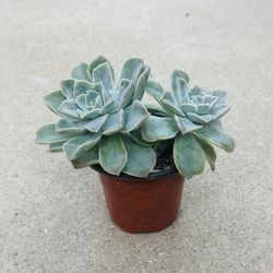 Succulents plants 🪴