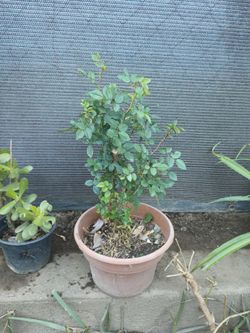 Rosal Flor Chica Color Rojo