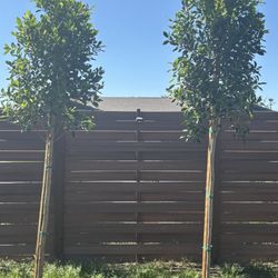 Ficus Trees
