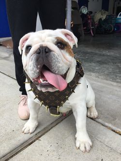LV dog Harness for Sale in Bronx, NY - OfferUp