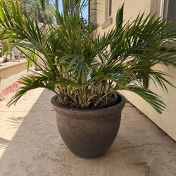 Potted Palm 