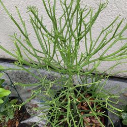 Pencil Cactus Plant 