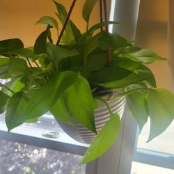Neon Pothos
