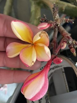Yellow/pink Plumeira Clipping