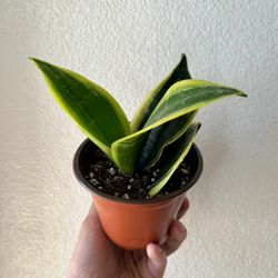 Snake Plant Birds Nest Variegated 