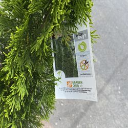 From Jamaica Jamaican barrel