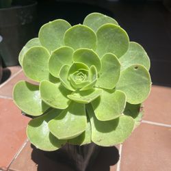Aeonium succulent, also known as tree houseleeks or Irish roses