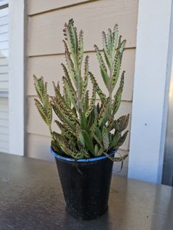 Mother Of Millions Plant