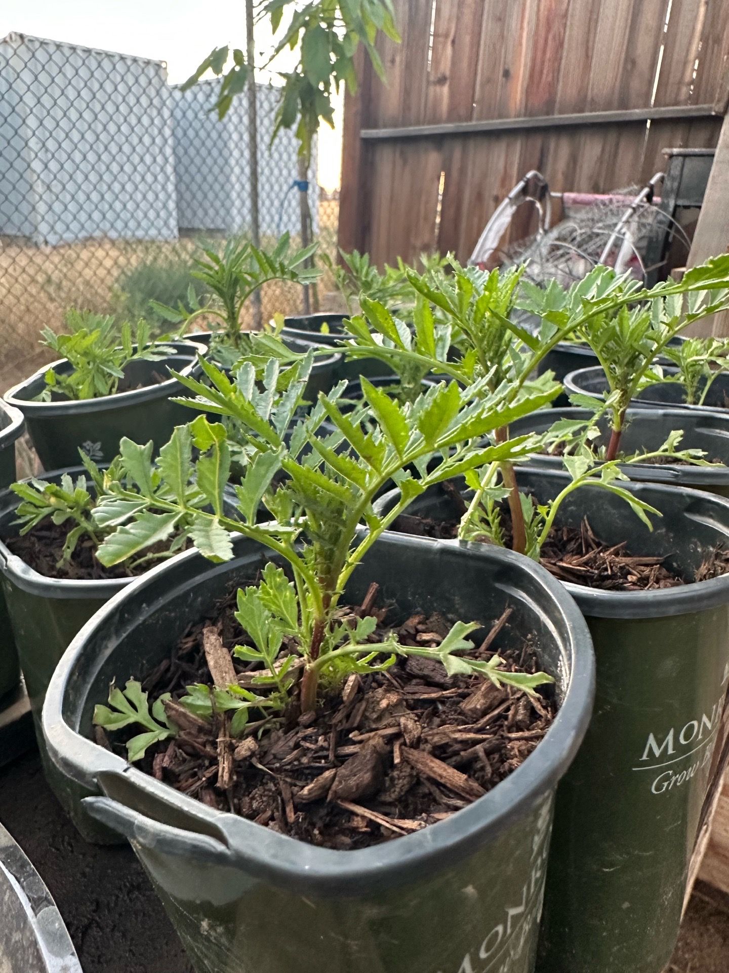 French Marigolds ready for your garden