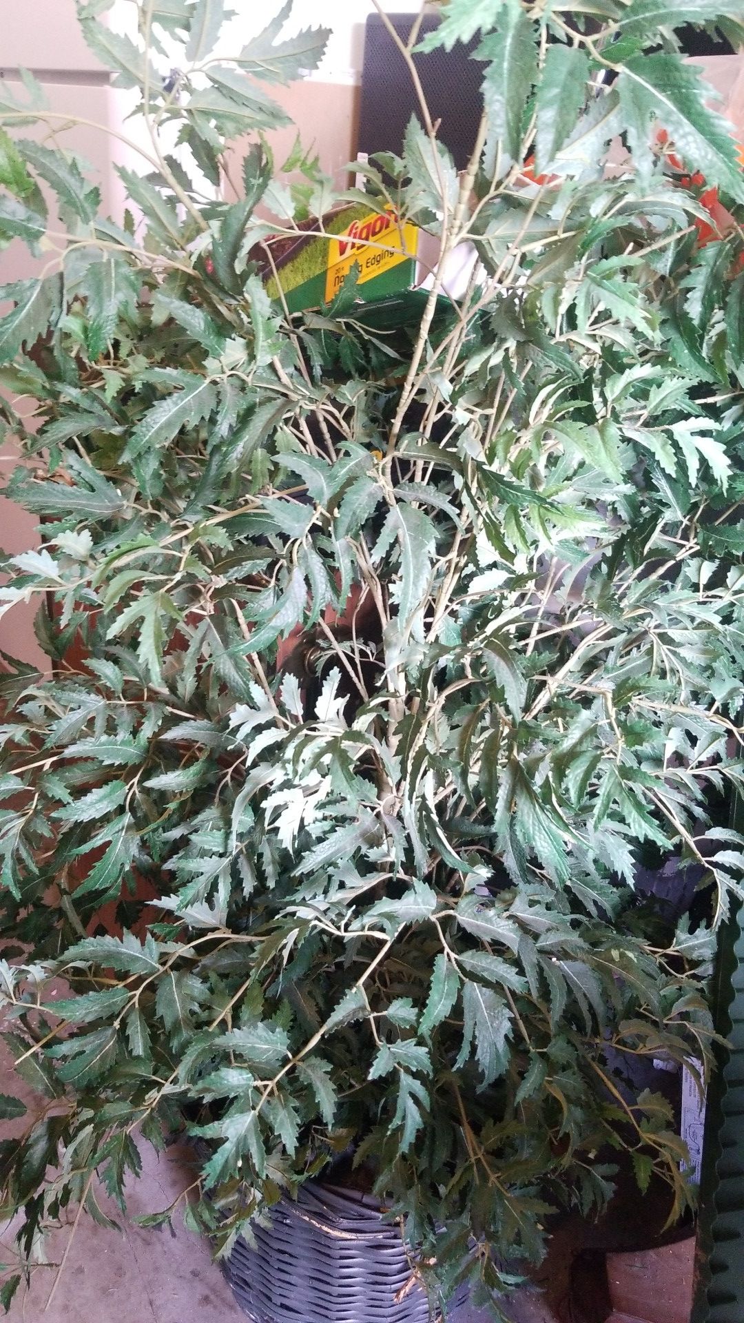 Fake plant